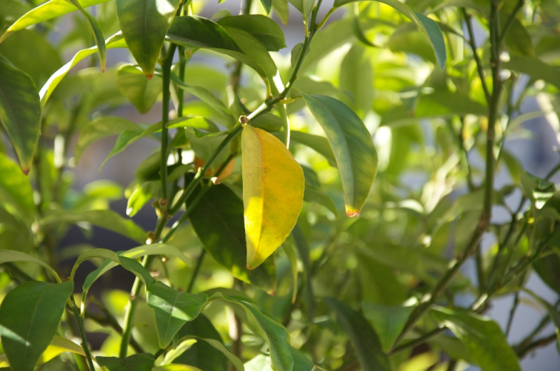 Cây cảnh nhỏ xinh